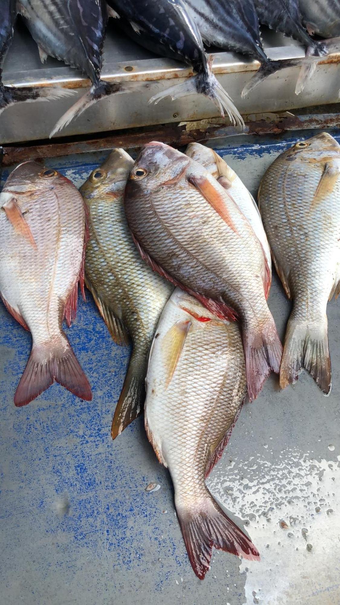 Saman Resort Yala 蒂瑟默哈拉默 外观 照片